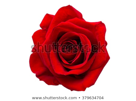 Stock photo: Red Rose
