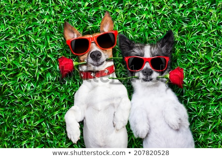 Zdjęcia stock: Summer Honeymoon Dogs In Love