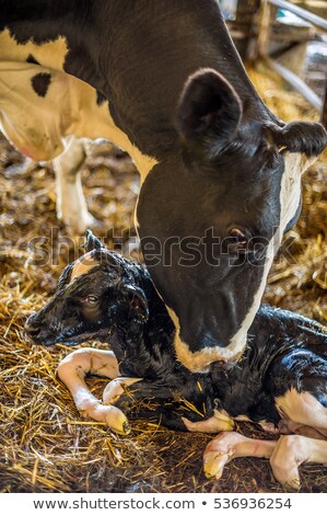 Stock fotó: Newborn Calf With Mother Cow