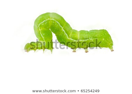 Stockfoto: Macro Of Green Caterpillars Isolated On White