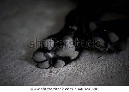 Foto stock: Black And White Dog Paw Pads