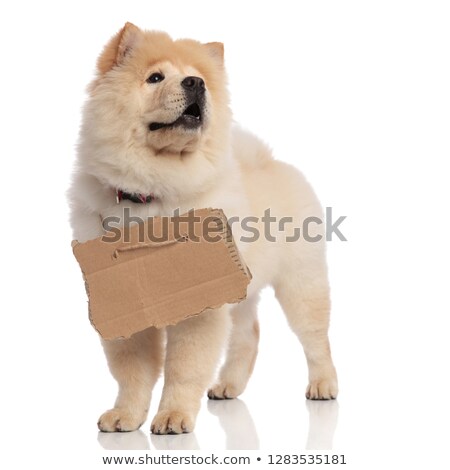 Stock photo: Curious Chow Chow With Adoption Sign Looks Up To Side