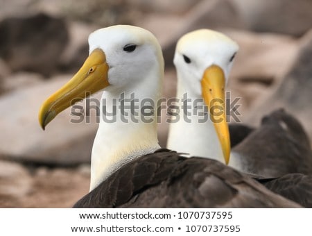 Foto stock: Galapagos Albatross Aka Waved Albatrosses On Espanola Island Galapagos Islands