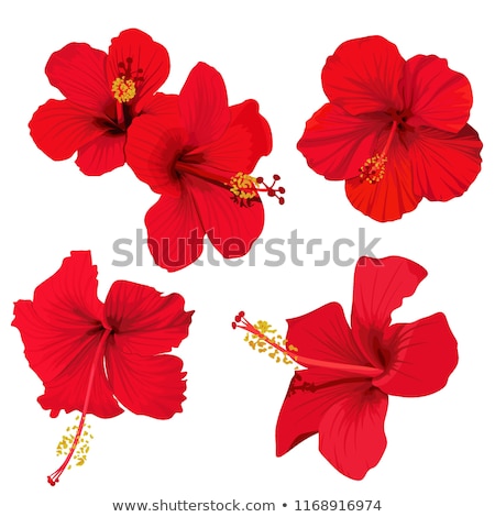 Сток-фото: Blooming Red Hibiscus Flower
