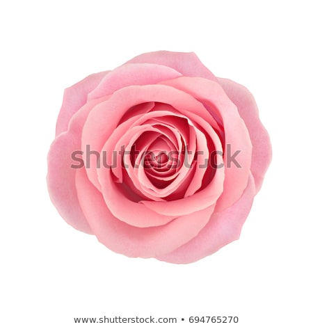 Stock photo: Red Pink Rose