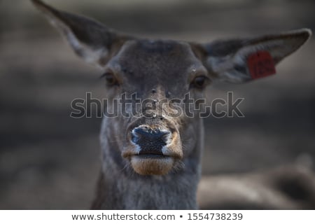 Stock photo: Deer