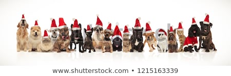 Stock foto: Large Group Of Happy Santa Dogs Sitting And Standing