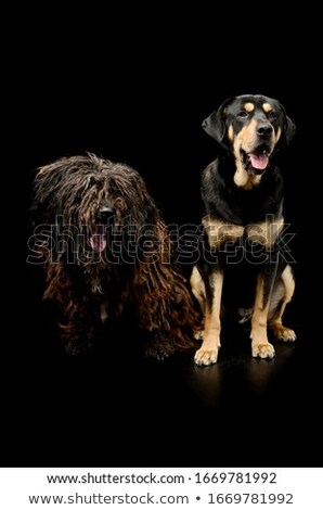 Stock photo: Studio Shot Of An Adorable Puli