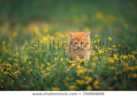 Stock fotó: Ginger Kitten In Grass