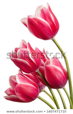 Stok fotoğraf: Tulips Isolated On White Background