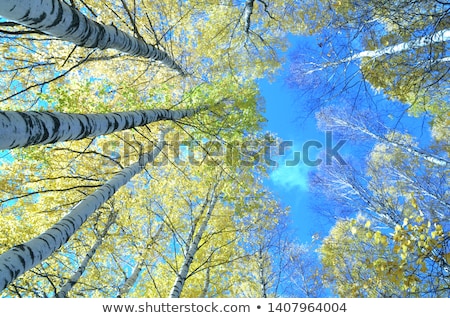 Stok fotoğraf: Birch Tree Under Blue Sky