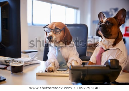 [[stock_photo]]: Business Dog