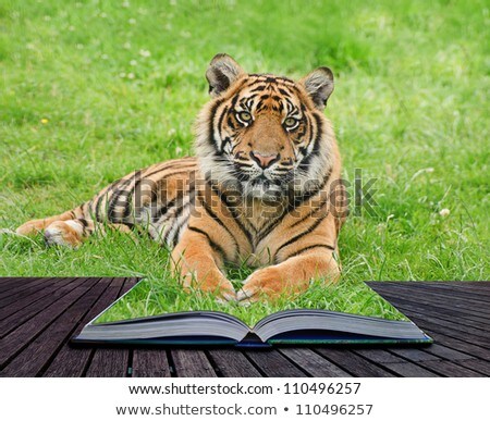 Stock photo: Creative Concept Image Of Tiger In Pages Of Book
