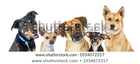 Stock fotó: Chihuahua Isolated Over White Background