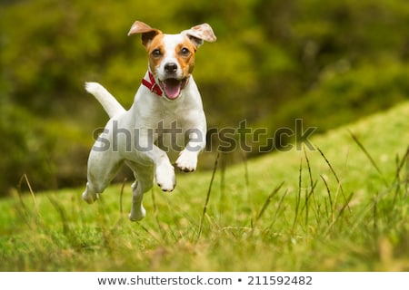 Stok fotoğraf: Dog Running