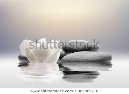 Foto stock: Daisy Flowers On Black Stones