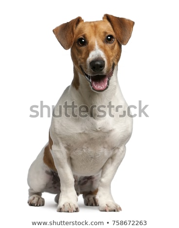 Stock fotó: Young Jack Russel Terrier