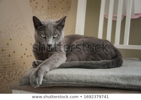 Stock fotó: Russian Blue Cat