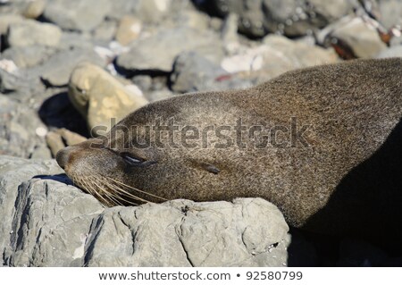Stock photo: Seal Colony Kaikoura Coast New Zealand Summer 2011