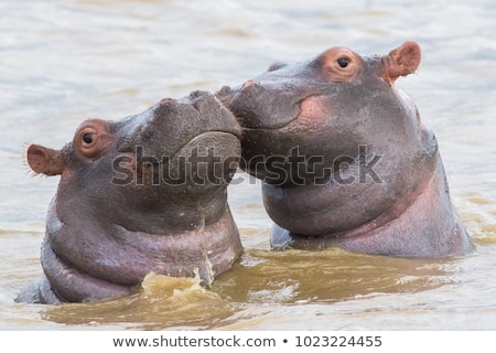 Foto d'archivio: Hippo In Africa