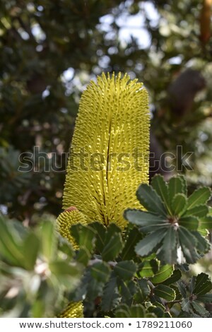 Stock photo: Tall Golden Banksia Flower