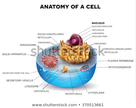 Zdjęcia stock: Anatomy Of Human Cells