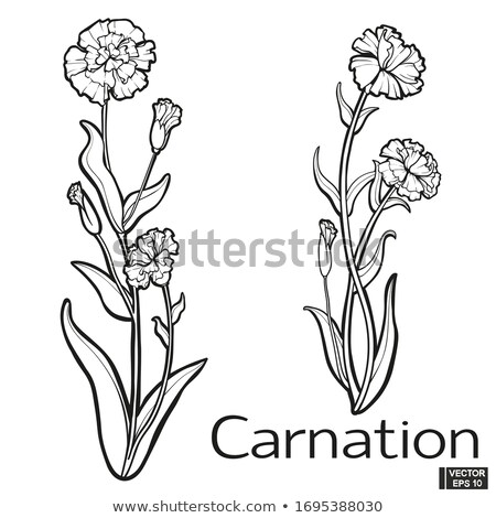 Foto stock: Tattoo And Carnation