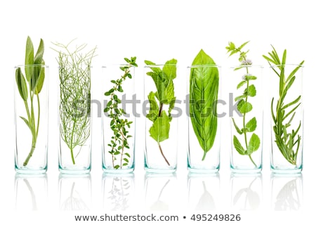 Stock fotó: Sage Isolated On White Background