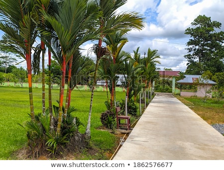 Stockfoto: Scenes Of Samba