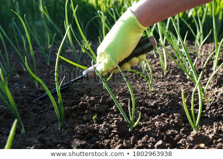 Foto d'archivio: Close Up Of An Onion Plant On Fertile Ground