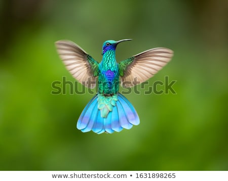 Stock foto: Hummingbird