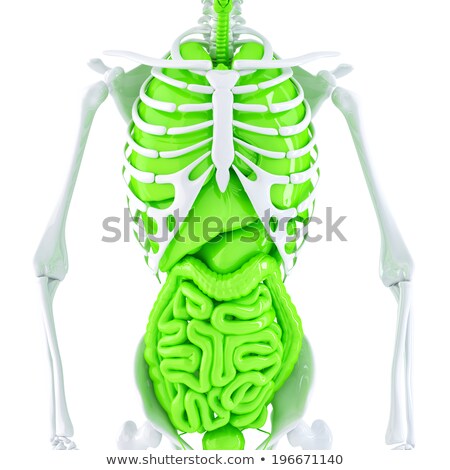 Stok fotoğraf: 3d Illustration Of Human Skeleton And Internal Organs Isolated Contains Clipping Path