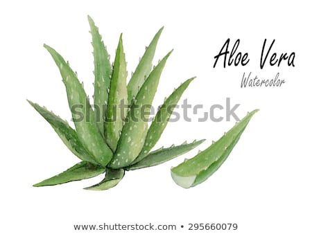 ストックフォト: Aloe Vera Watercolor Vector Succulent Aloe