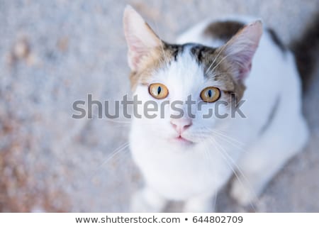 Сток-фото: рехцветный · кот · смотрит · в · камеру