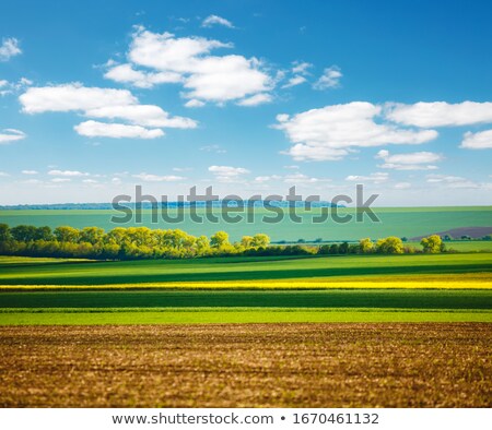 Zdjęcia stock: Beautiful Agricultural Landscape