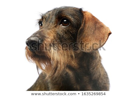 Stockfoto: Wired Hair Dachshund Portrait A In Studio