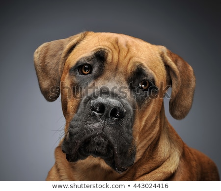 Сток-фото: Beautiful Puppy Cane Corso Portrait In A Black Photo Background