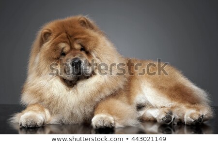 商業照片: Chow Chow In A Gray Photo Studio