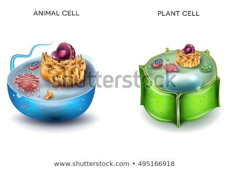 Foto stock: Plant Cell Structure Cross Section Of The Cell Detailed Colorfu