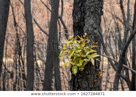 [[stock_photo]]: Rbres · morts · après · une · catastrophe · écologique