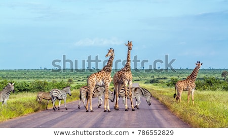 Stok fotoğraf: Giraffe In South Africa