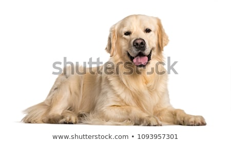 Stockfoto: Golden Retriever Portrait