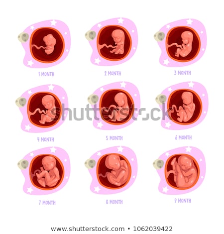 Foto stock: An Education Poster Of Fetal Development