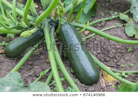 Stok fotoğraf: Zucchini Plants In Blossom On The Garden Bed