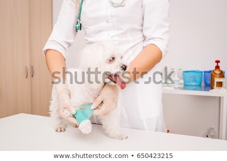 Stok fotoğraf: Vet Examines Wound On Dogs Paw