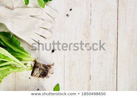 Foto d'archivio: Flat Lay Of Gardening Tools Basil Greens Eco Flowerpot Soil On Wooden Background