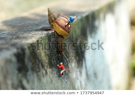 [[stock_photo]]: Figure Two Snails