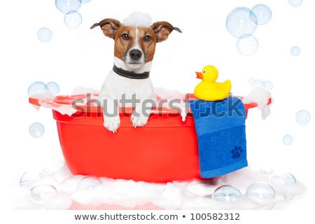 Stockfoto: Dog Taking A Bath In A Colorful Bathtub With A Plastic Duck