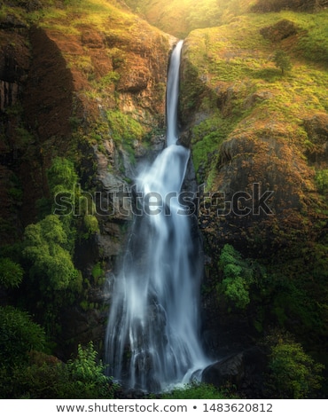 Foto stock: Sunbeam In Green Forest With Water