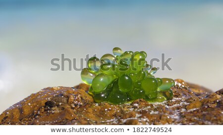 Stock photo: Bubbles In Alga